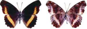 Eurytela hiarbas angustata f. flavescence (male)