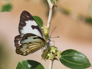 Belenois (Anaphaeis) aurota (female)