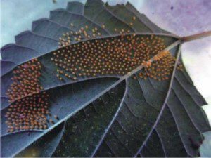 Butterfly Eggs
