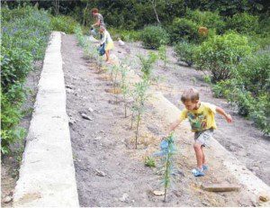 Butterfly breeding plants