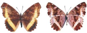 E. hiarbas angustata f. flavescens02