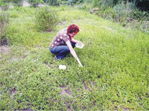 Plantation
