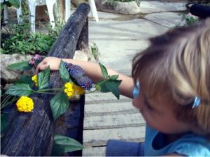 breeding butterflies