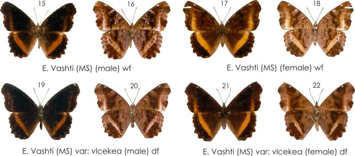 E. vashti (MS), E. hiarbas angustata f. vashti