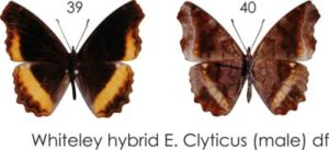 Whiteley Hybrid E. Clyticus (male)