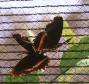 female Eurytela vashti