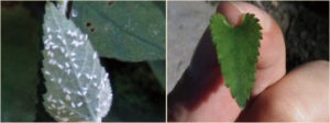 host-plant