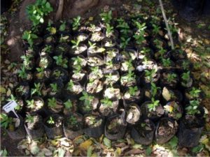 hostplants01