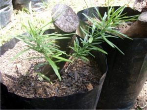 hostplants02