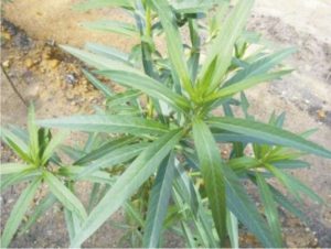 hostplants03