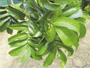hostplants05