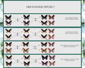 new evolving species