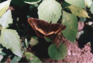 ramsgate piper butterfly